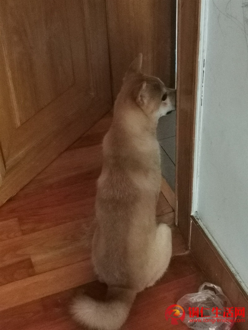 低價出售成年純種柴犬，希望找個好人家 ！